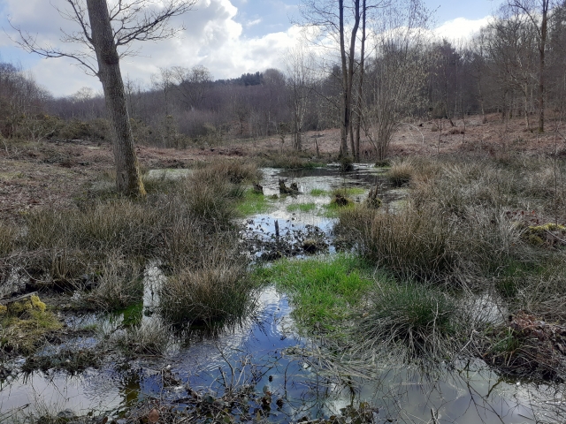 Monitoring Re-wetting Benefits to Wildlife at Blean Woods
