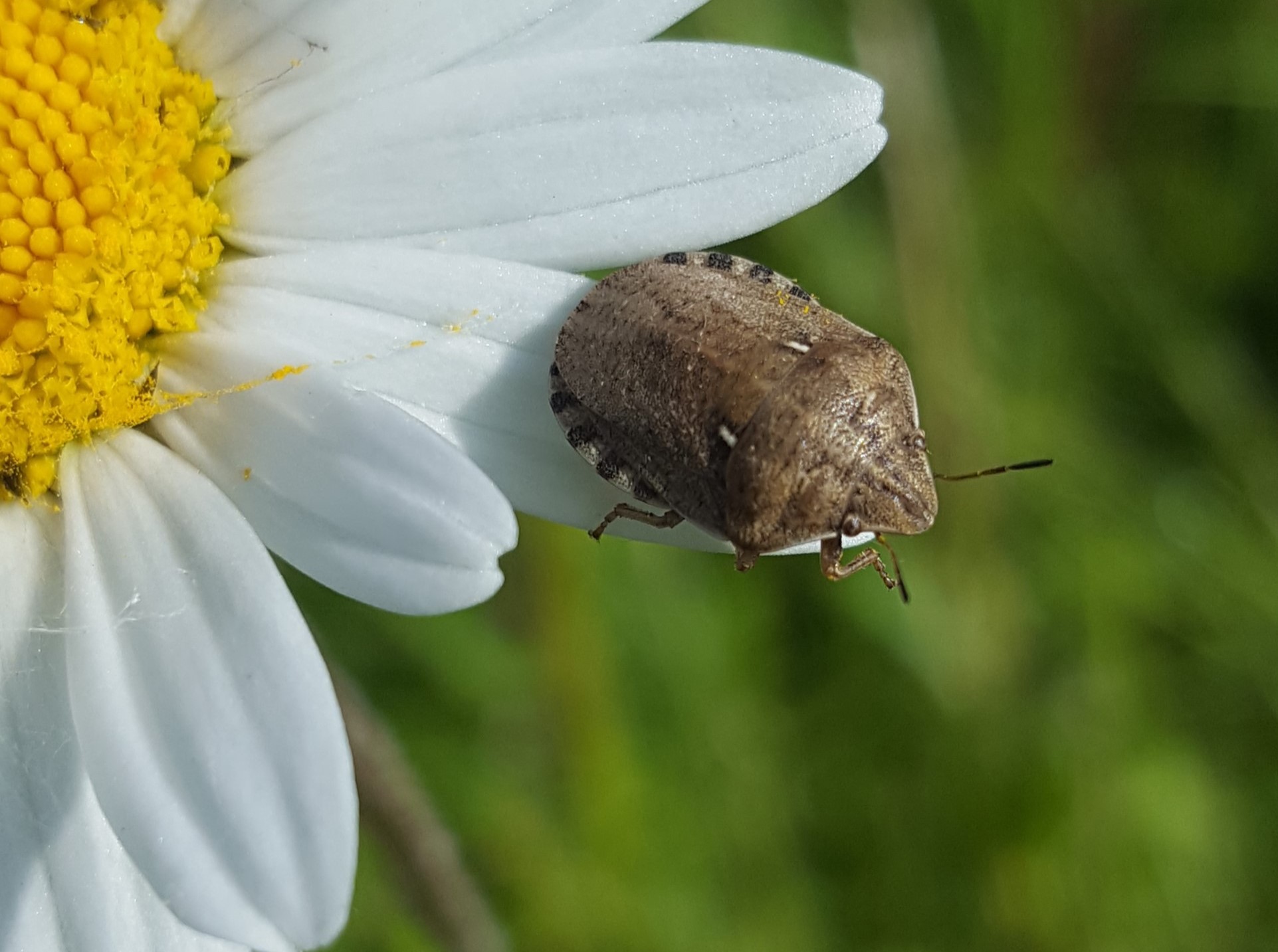 Atlas of Shieldbugs & Allies