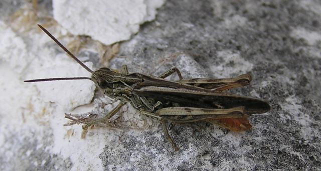 Chorthippus brunneus