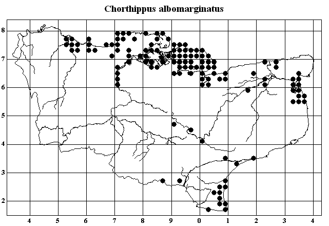 Chorthippus albomarginatus