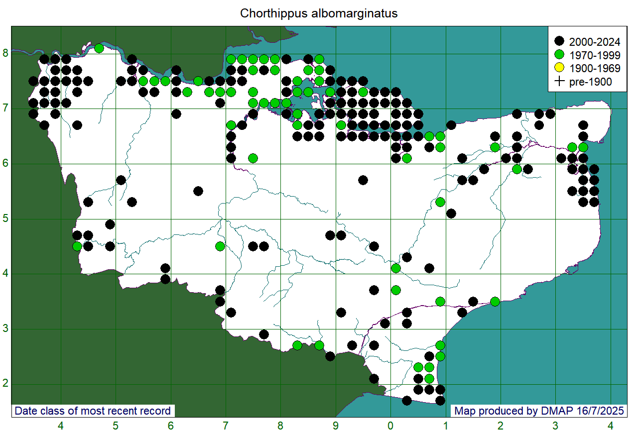 Chorthippus albomarginatus