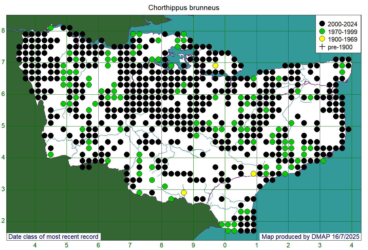 Chorthippus brunneus