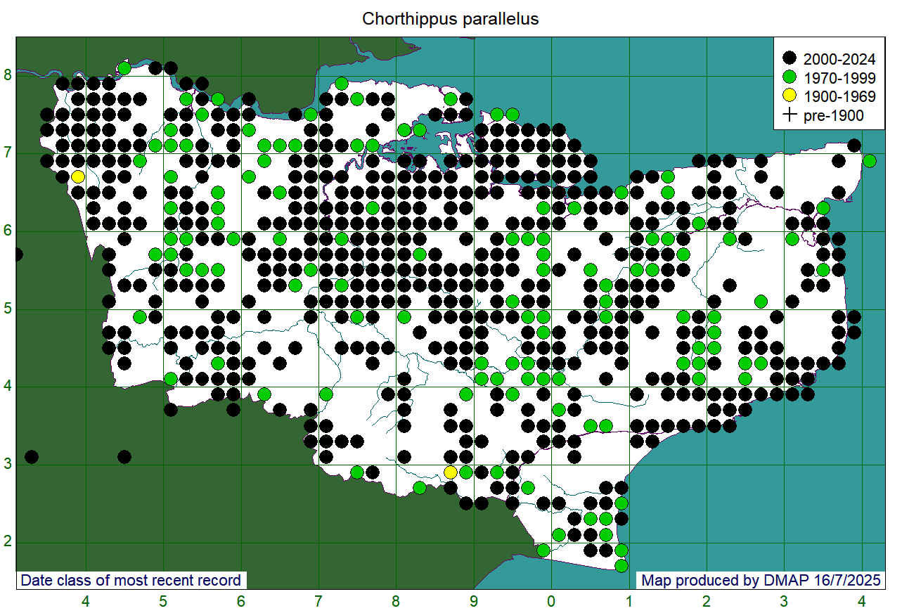 Chorthippus parallelus