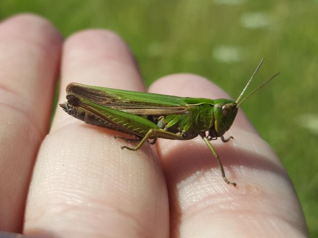 Common Green Grasshopper female Swanton Valley Mereworth 29 07 24