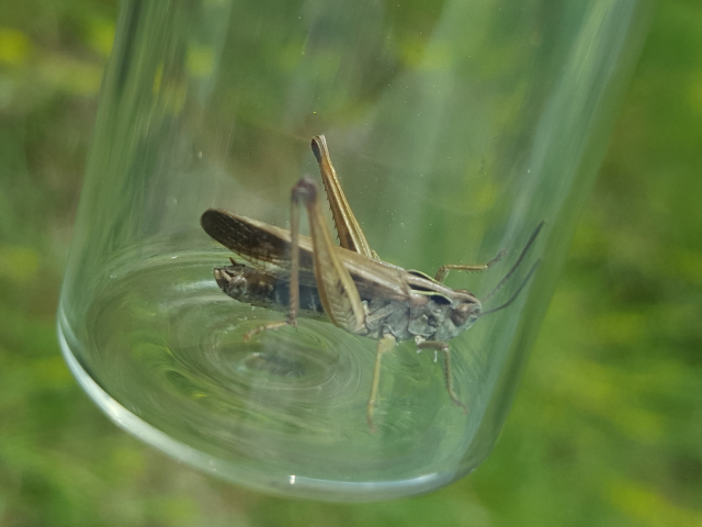 Common Green Grasshopper male brown form Henley Down 21 05 22 2
