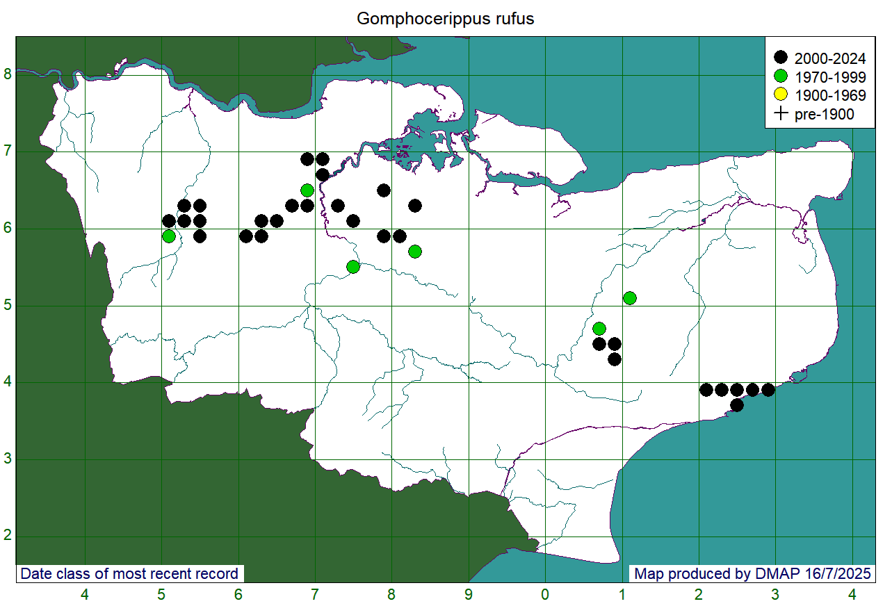 Gomphocerippus rufus