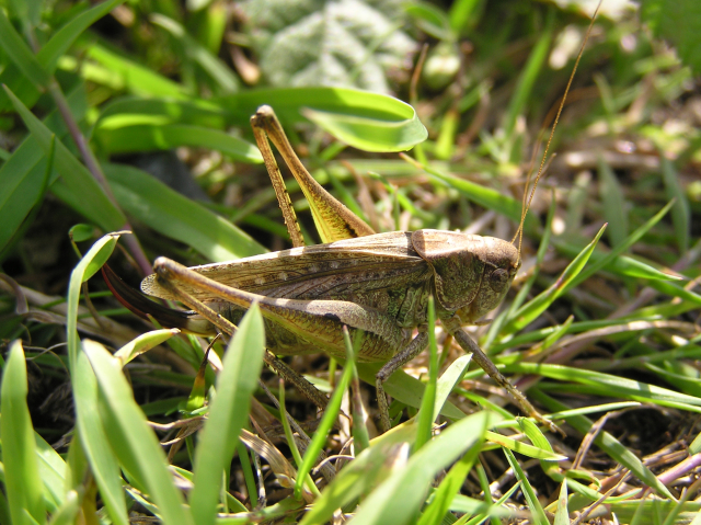 Grey Bush cricket Folkestone Warren Aug 2011 3