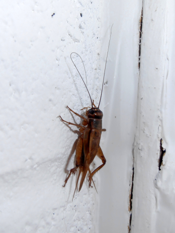 House cricket Ranscombe Office 30 07 12 3 cropped