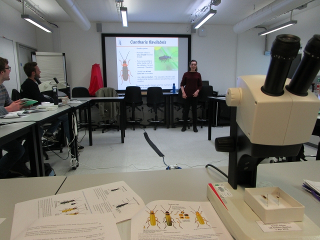UK Soldier Beetle Course at NHM