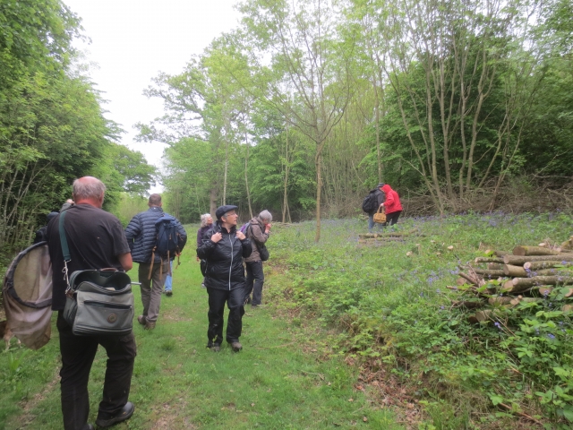 KFC visit to Berry Court Wood, Chattenden