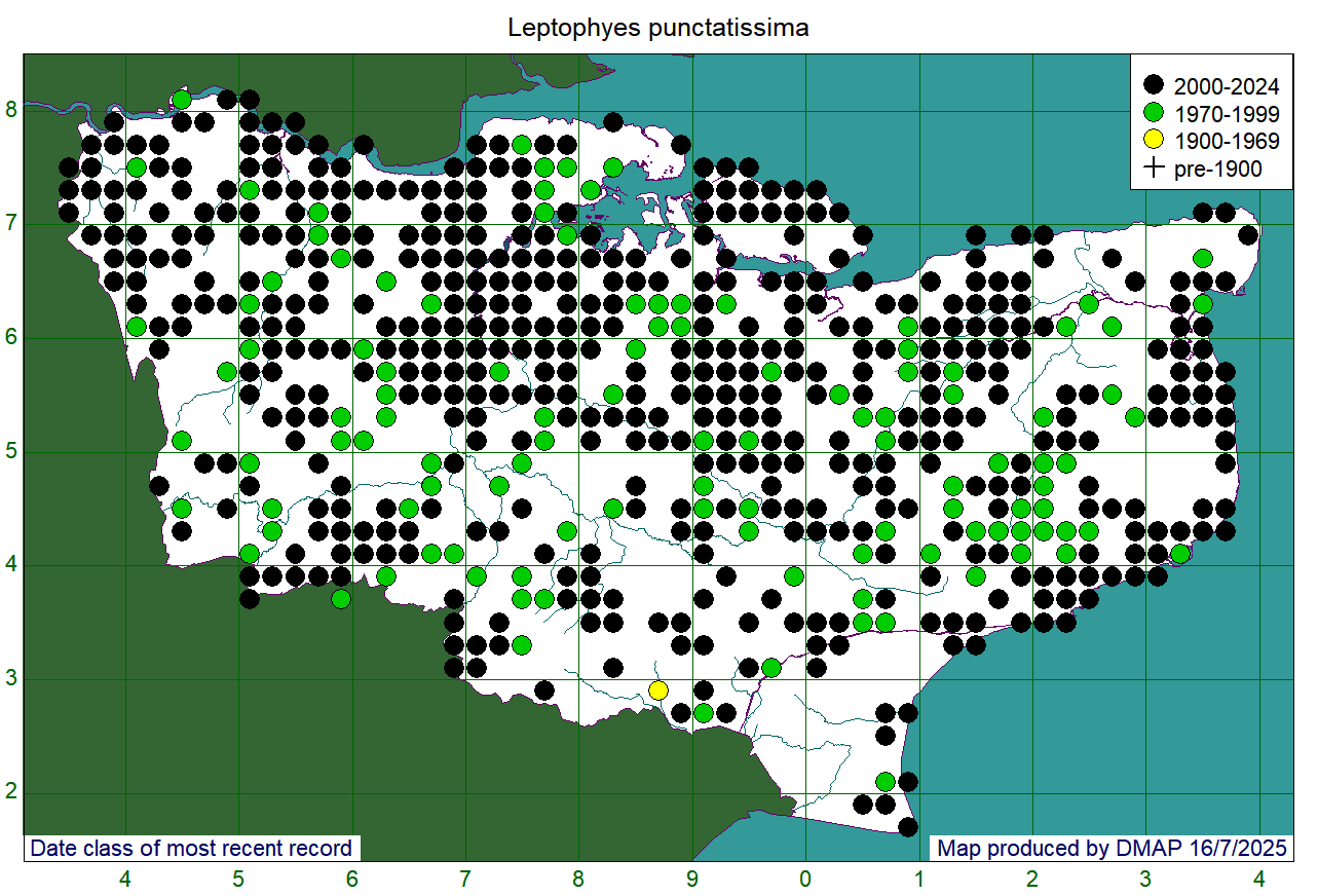 Leptophyes punctatissima