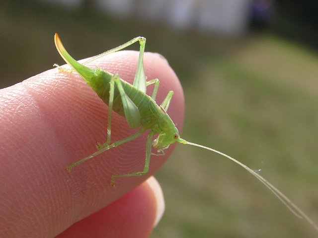 Meconema meridionale female