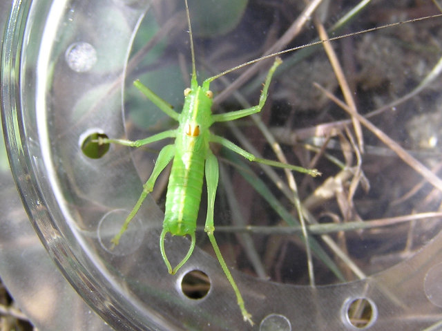 Meconema meridionale male