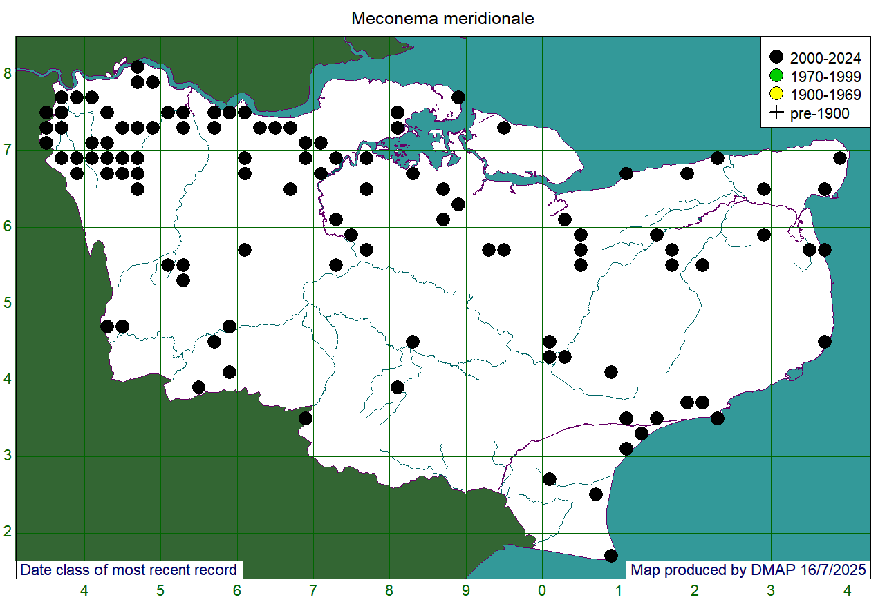 Meconema meridionale