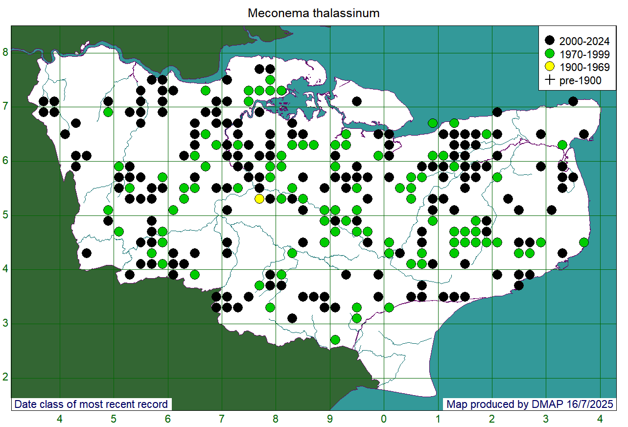 Meconema thalassinum