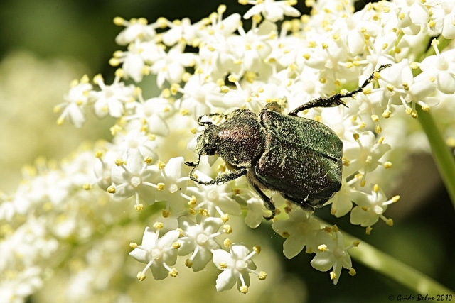 Noble Chafer Survey 2021