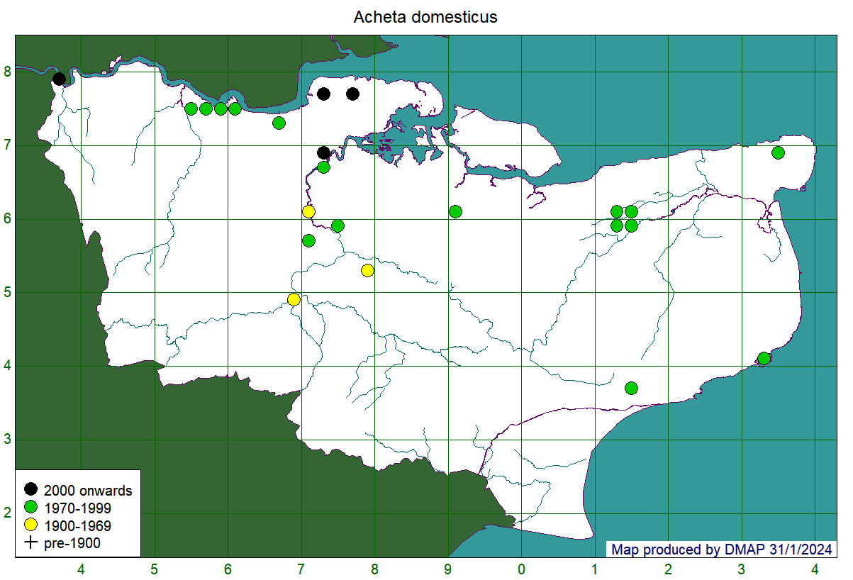 Acheta domesticus