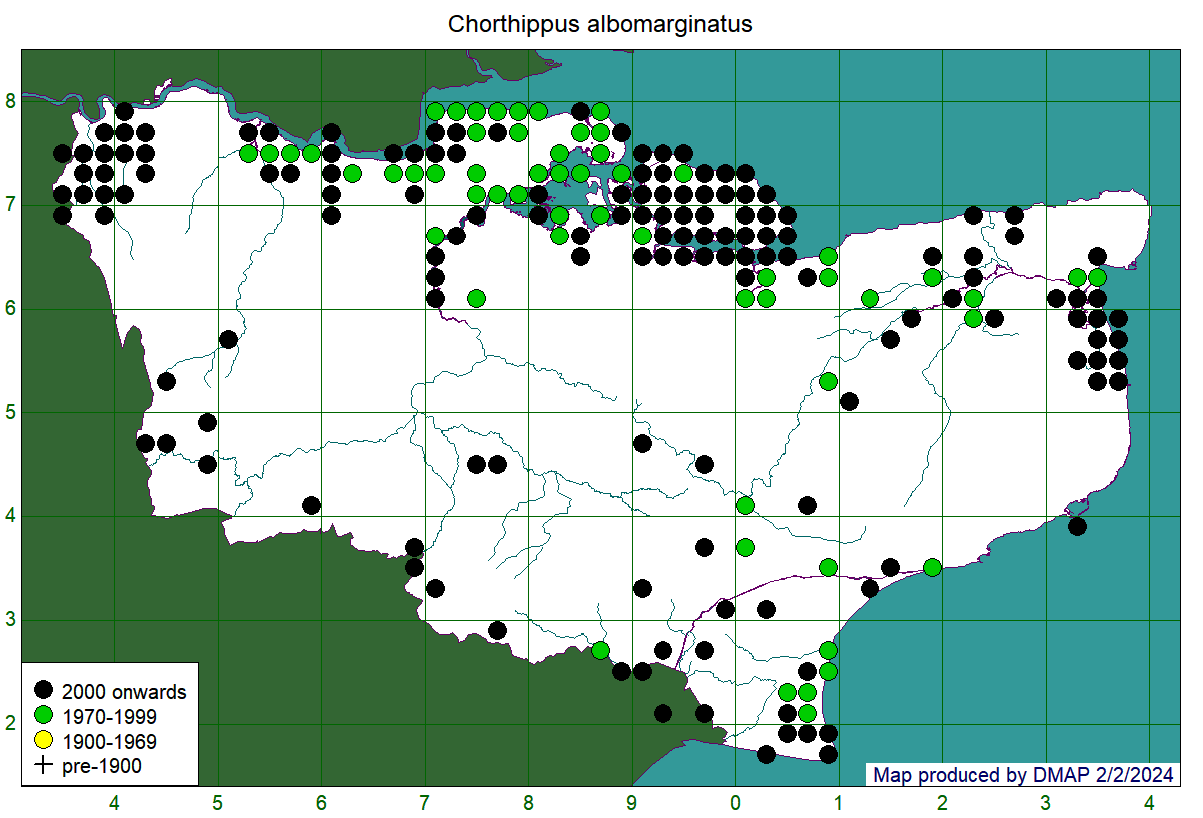 Chorthippus albomarginatus