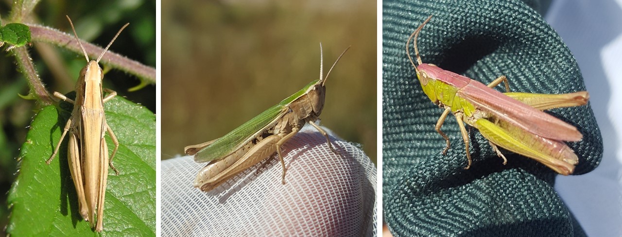 Chorthippus albomarginatus