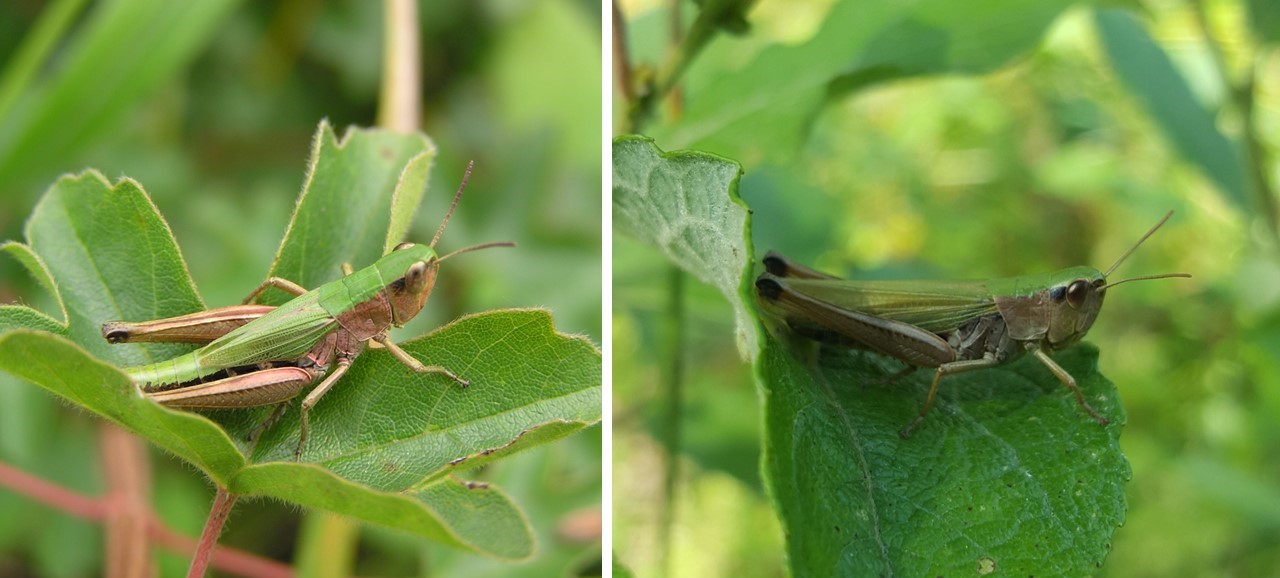 Chorthippus parallelus