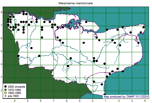 Meconema meridionale