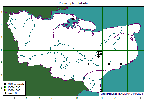 Phaneroptera falcata