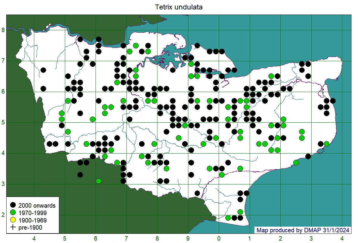 Tetrix undulata