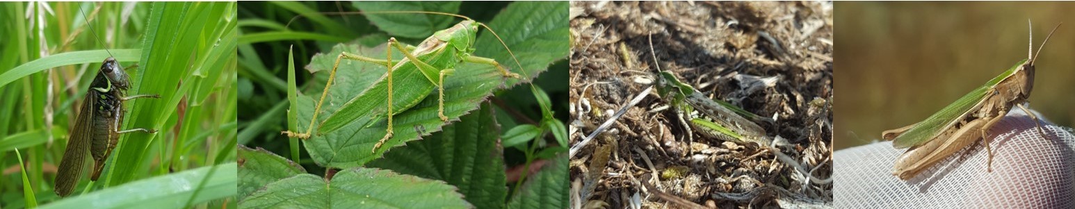 Orthoptera Recording