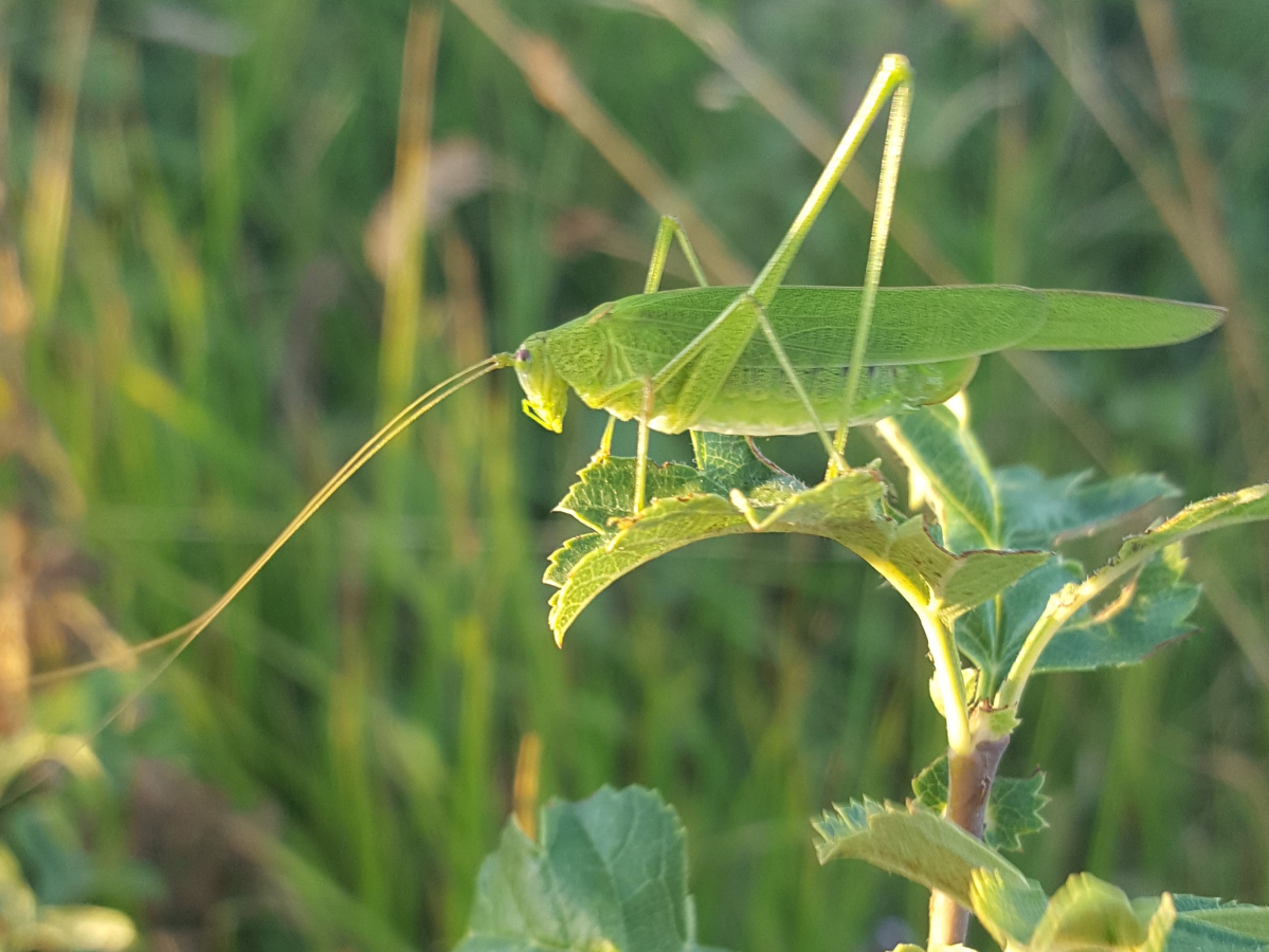 Phaneroptera falcata