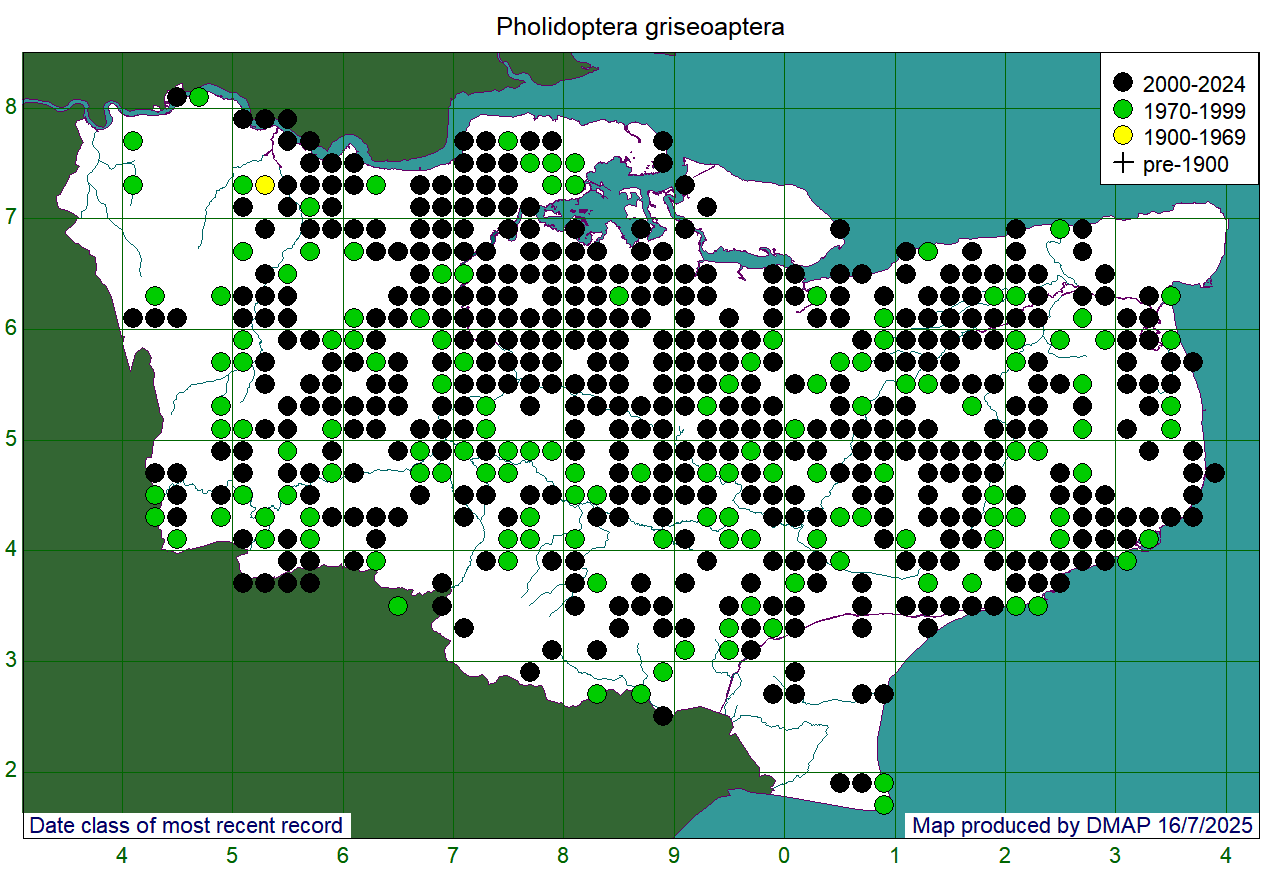 Pholidoptera griseoaptera