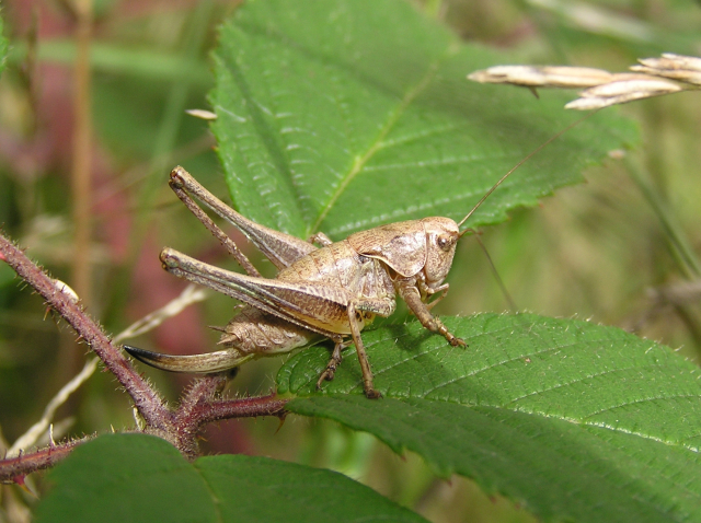 Pholidoptera griseoaptera female
