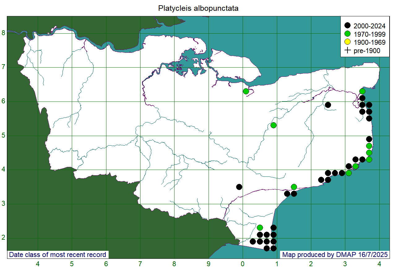 Platycleis albopunctata