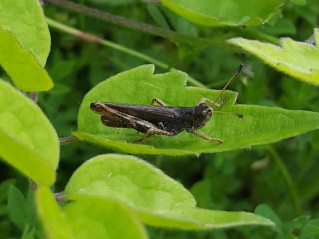 Rufous Grasshopper Ranscombe 06 08 21 2