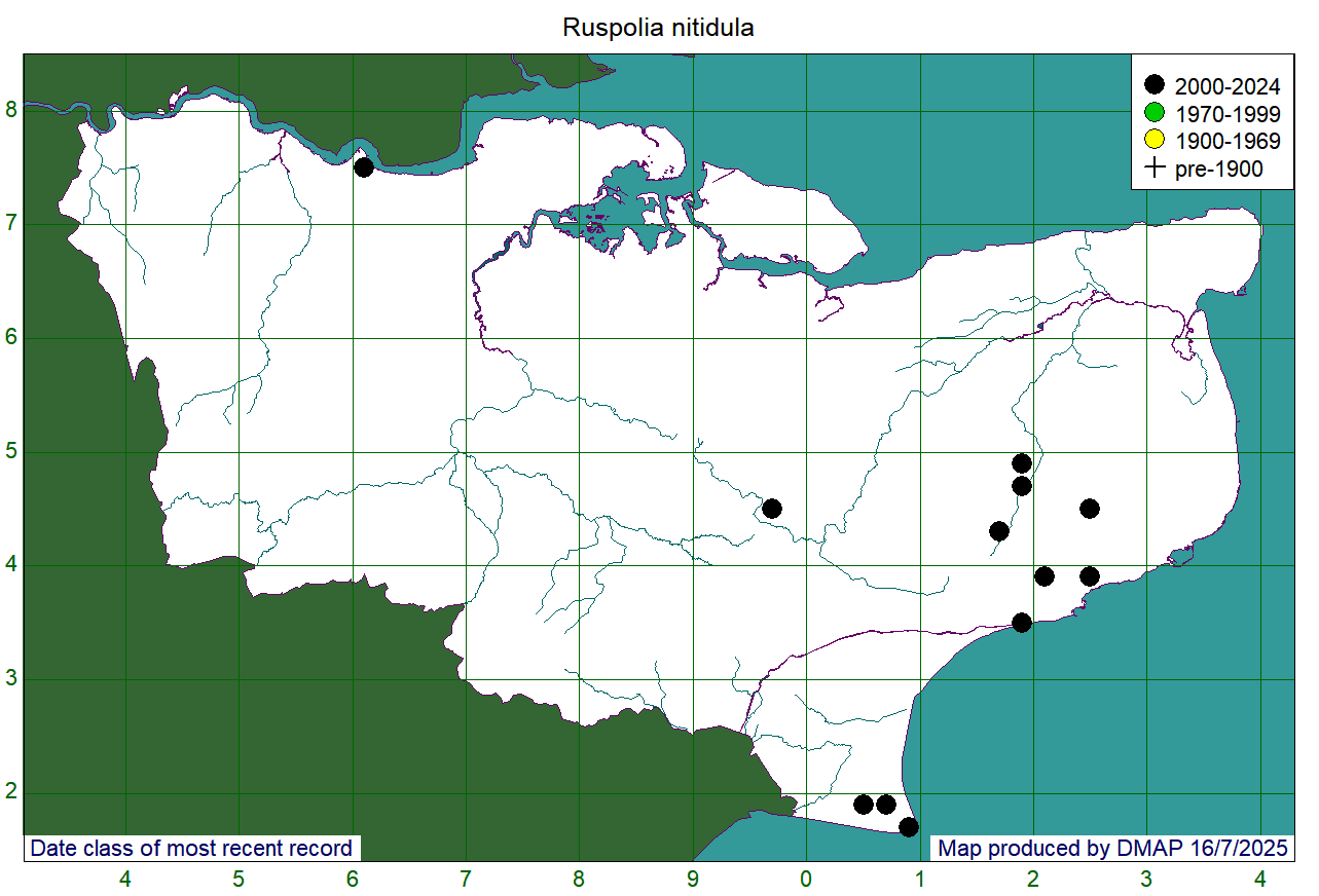 Ruspolia nitidula
