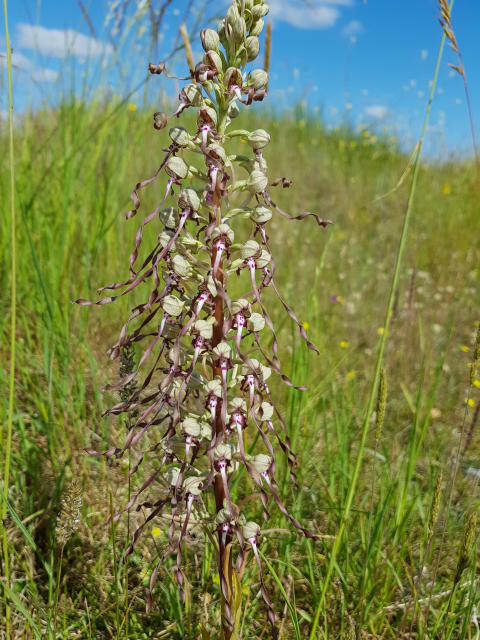 800 Lizard Orchids to be dug up! Can you help prevent this?