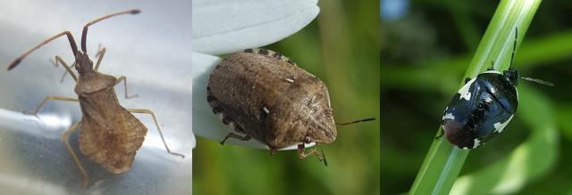 An Atlas of the Shieldbugs and Allies of Kent
