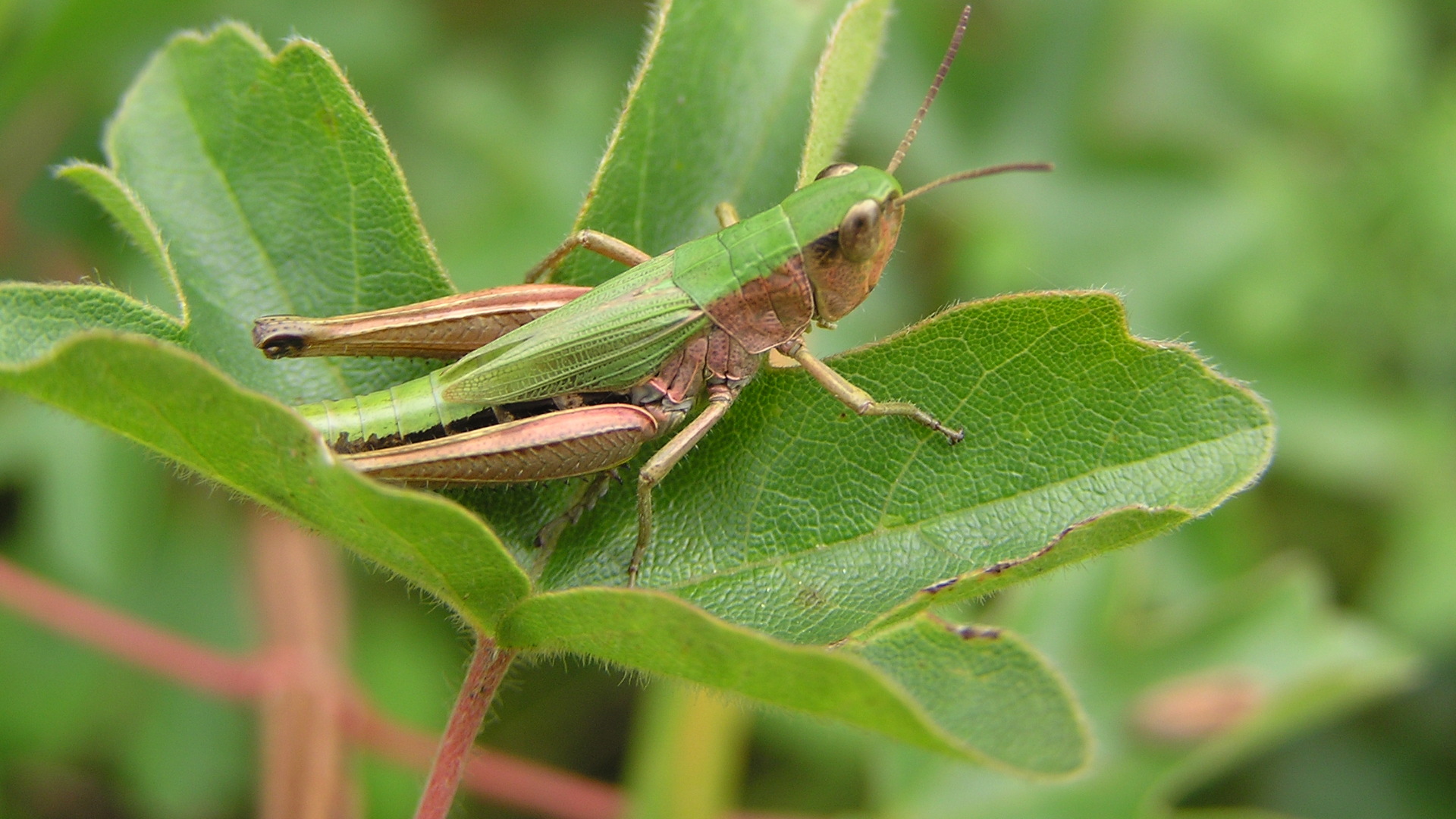Orthoptera Recording