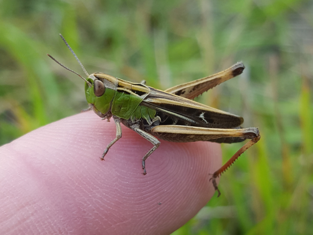Stripe winged Grasshopper Hollingbourne Downs 31 08 21 3