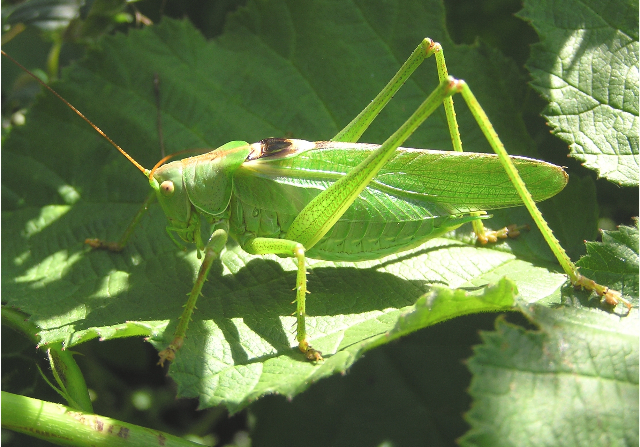 Tettigonia viridissima male