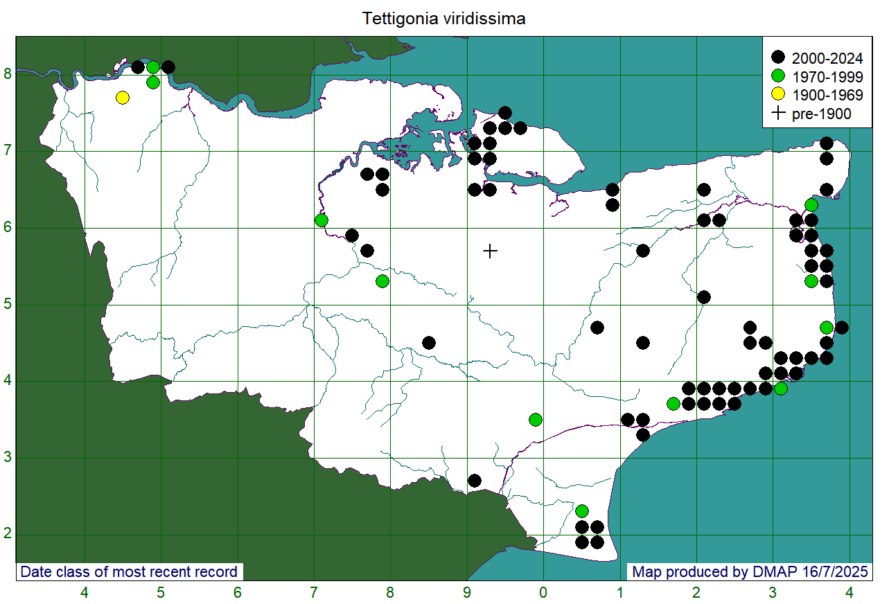 Tettigonia viridissima