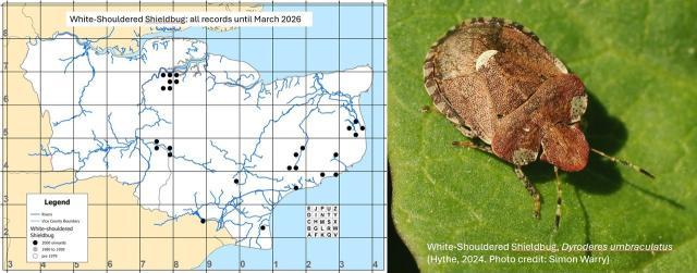 White shouldered map and image