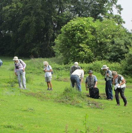 Linking Fellow Naturalists