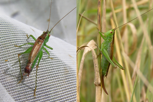 Conocephalus dorsalis