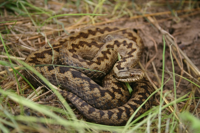 Nature's Sure Connected - volunteers needed for reptile survey