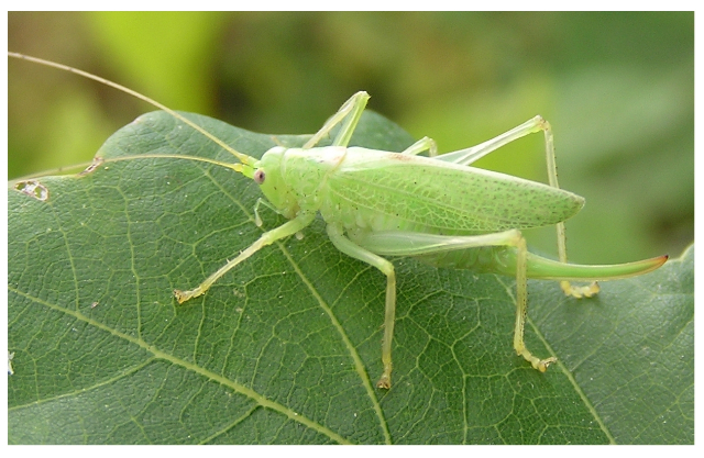 Oak Bush-cricket, female