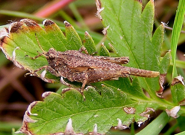 Tetrix ceperoi