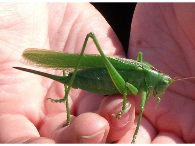 tettigonia viridissima female