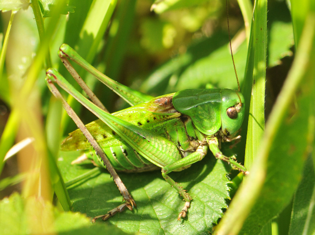 Decticus verucivorus